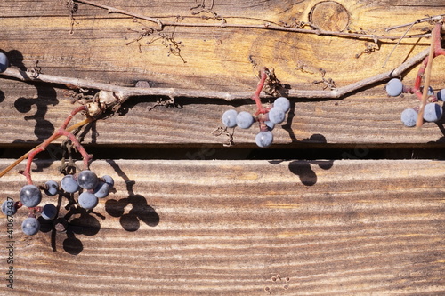 Branches of wids grape with berries on a backgrround of textured boards photo