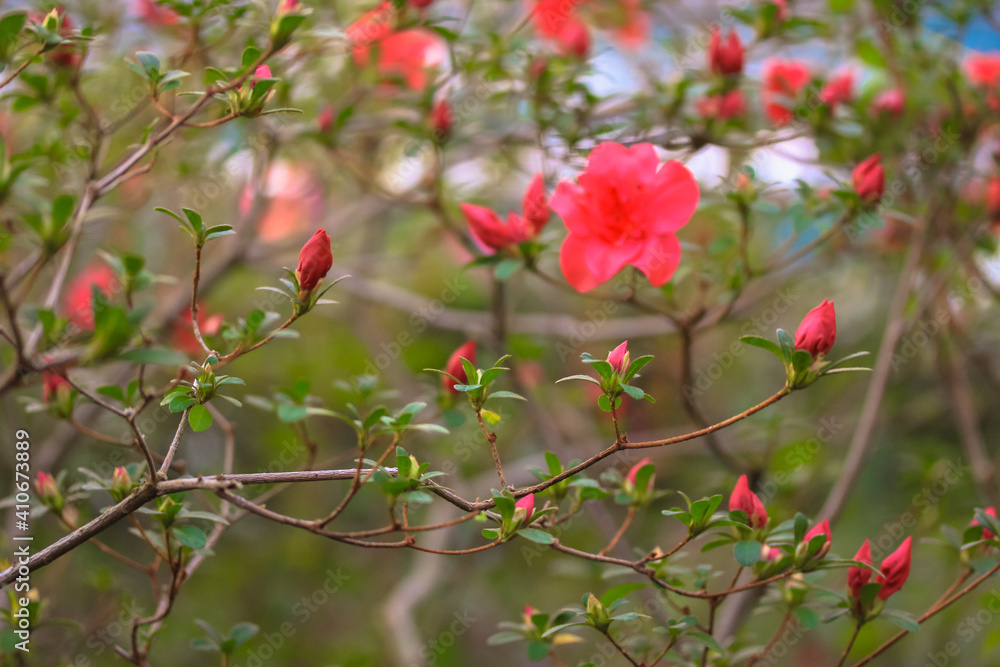 Red azaleas in bloom, flowers against green foliage blurred background. Home and garden plant care. Place for text.