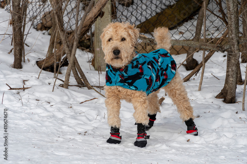 Dog in a warm coat and red boots