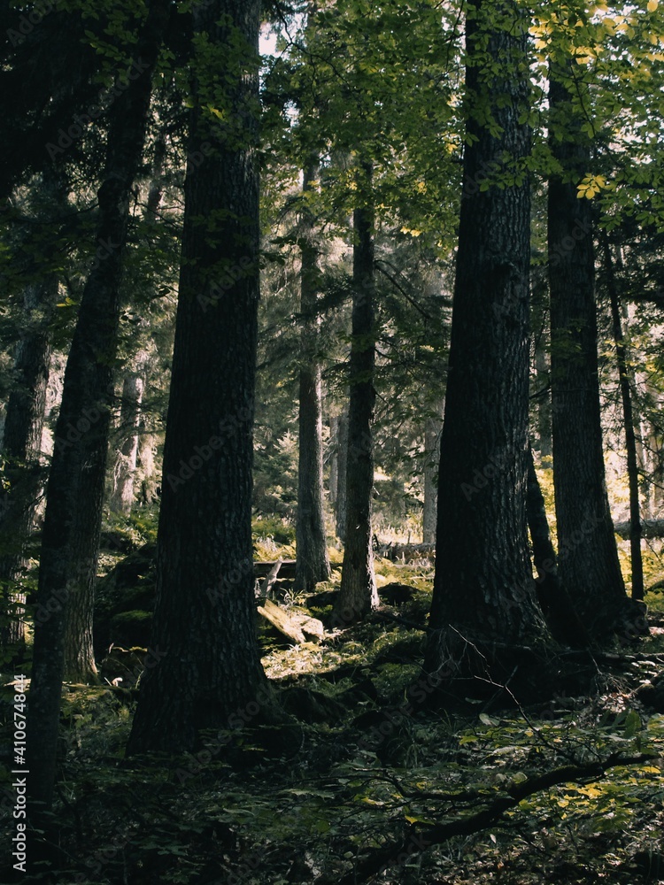 forest in the morning