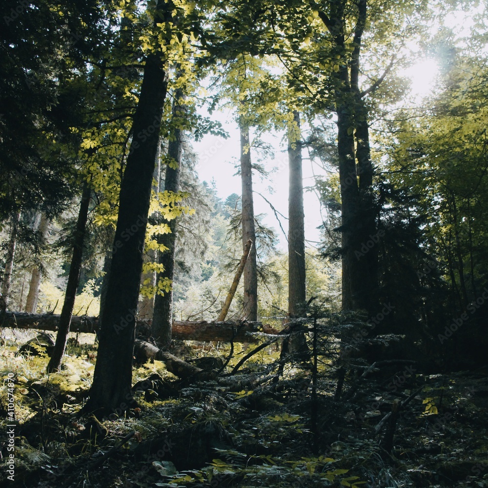 Fototapeta premium light through trees