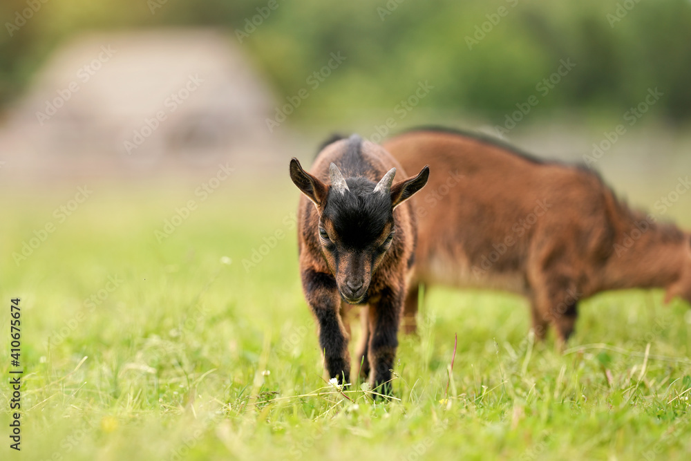 Small brown goat (Holland pygmy breed) kid grazing, eating grass, another animal background Small brown goat (Holland pygmy breed) kid grazing, eating grass, another animal background