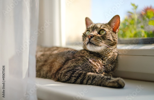 Gray brown tabby cat relaxing on window sill ledge, sun shines to himr, closeup detail
