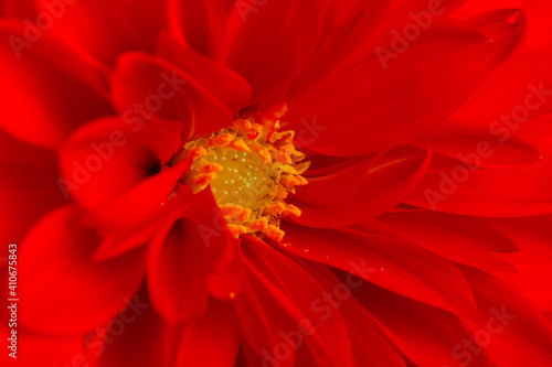 Macro shot of bright red dahlia flower