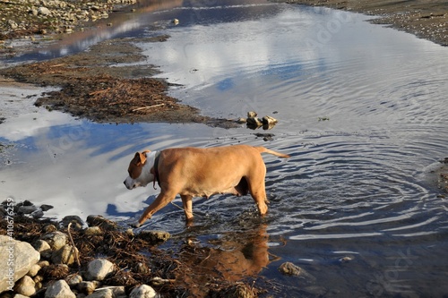 senior female amstaff dog in water © bellakadife