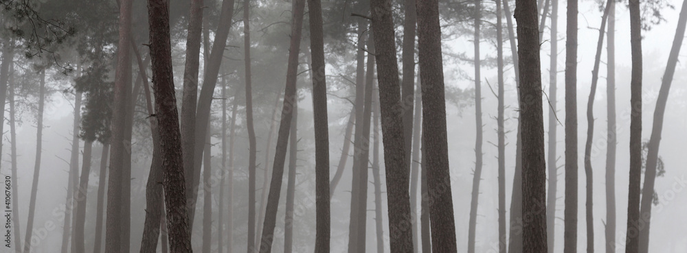 foggy pine forest in winter near zeist in the netherlands foggy pine forest in winter near zeist in the netherlands