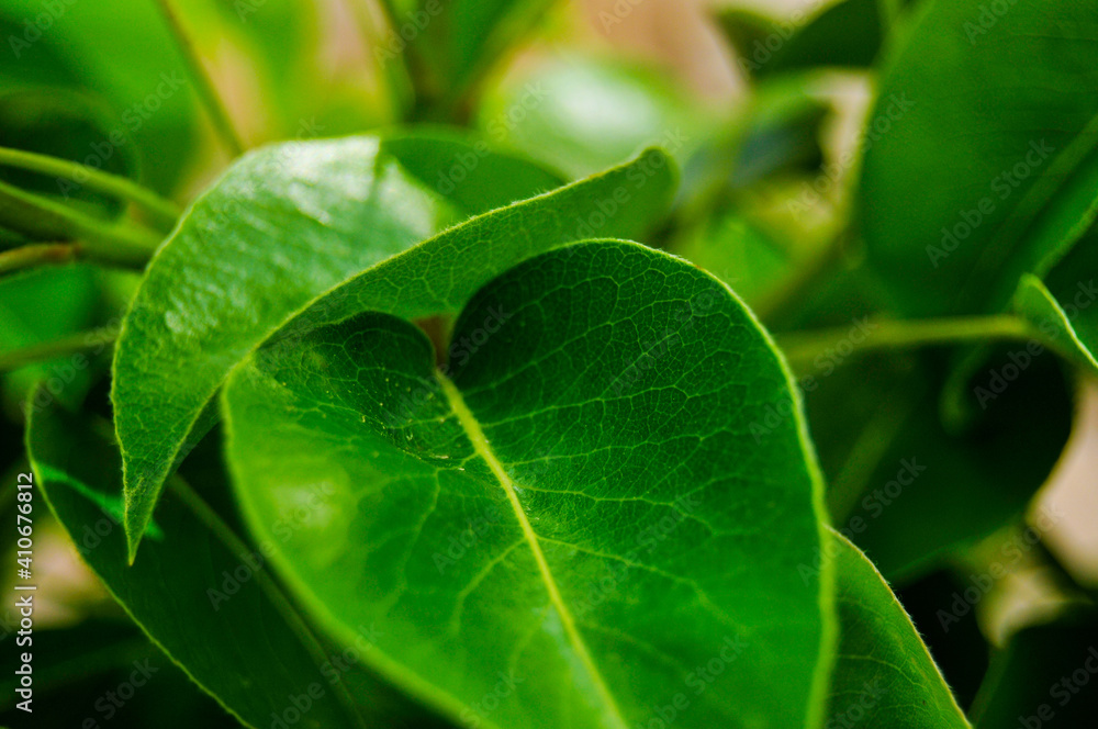 close up of green leaves close up of green leaves