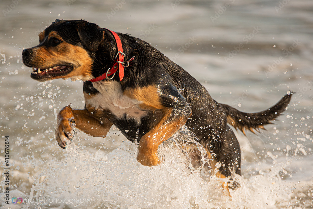 Dog playing at the beach