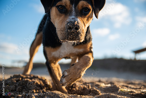 Fototapeta Naklejka Na Ścianę i Meble -  Dog playing at the beach