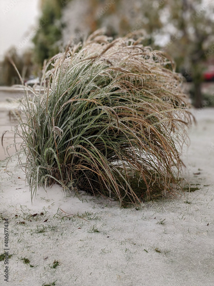 Naklejka premium Cool Frozen Bush