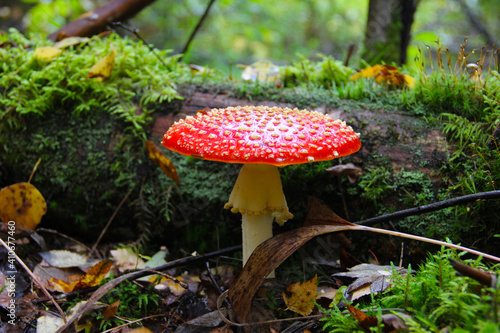 Photos mushroom red amanita