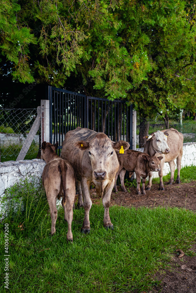 Fototapeta premium Argentinian routes of brown cow, black bull and calf gravel and dirt between countryside landscapes mountains and mountains of Cordoba Argentina in the vicinity of Characato in summer