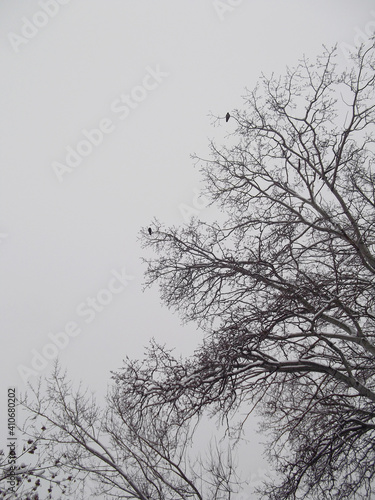 Nature background   tree branches    winter  .