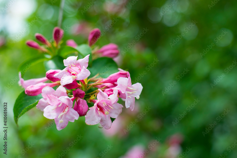 Prunus dulcis. Blooming tree. bush with pink delicate flowers. Spring flowers, natural spring floral background. branch with green leaves and pink flowers close-up, selective focus Prunus dulcis. Blooming tree. bush with pink delicate flowers. Spring flowers, natural spring floral background. branch with green leaves and pink flowers close-up, selective focus