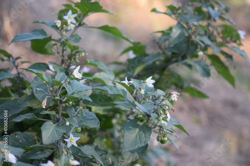 European black nightshade (Solanum nigrum) with small white flowers