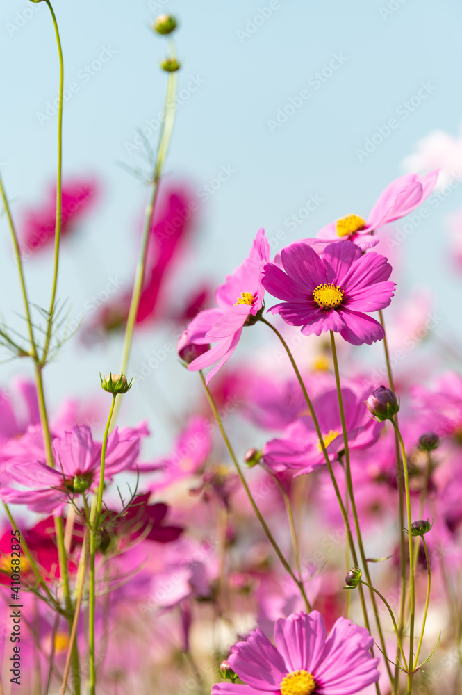 Pink cosmos flower blooming beautiful vivid natural summer in the garden,soft blur for background.