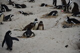 Pinguin-Kolonie auf Boulders Bay in Simons Town, Südafrika