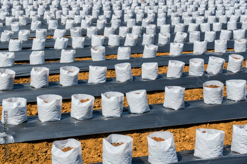 Row fo Coconut coir in nursery white bag for farm with fertigation , irrigation system to be used for growing strawberries. photo