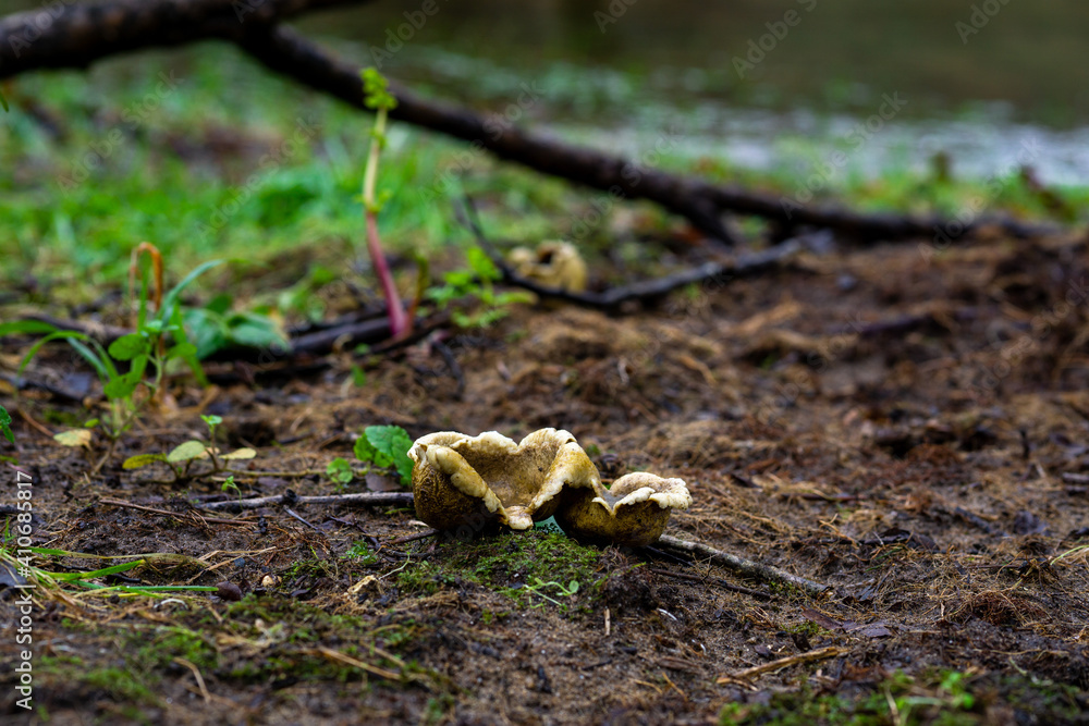 Mushroom near Ulla river, Galicia. Spain. Mushroom near Ulla river, Galicia. Spain.