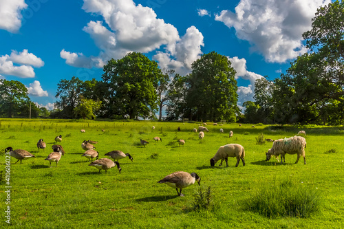 Canadian Geese and sheep enjoying the summer pasture in Warwickshire, UK