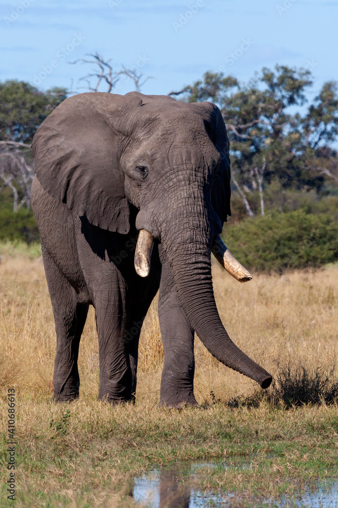 African Elephant - Savuti region of Botswana - Africa