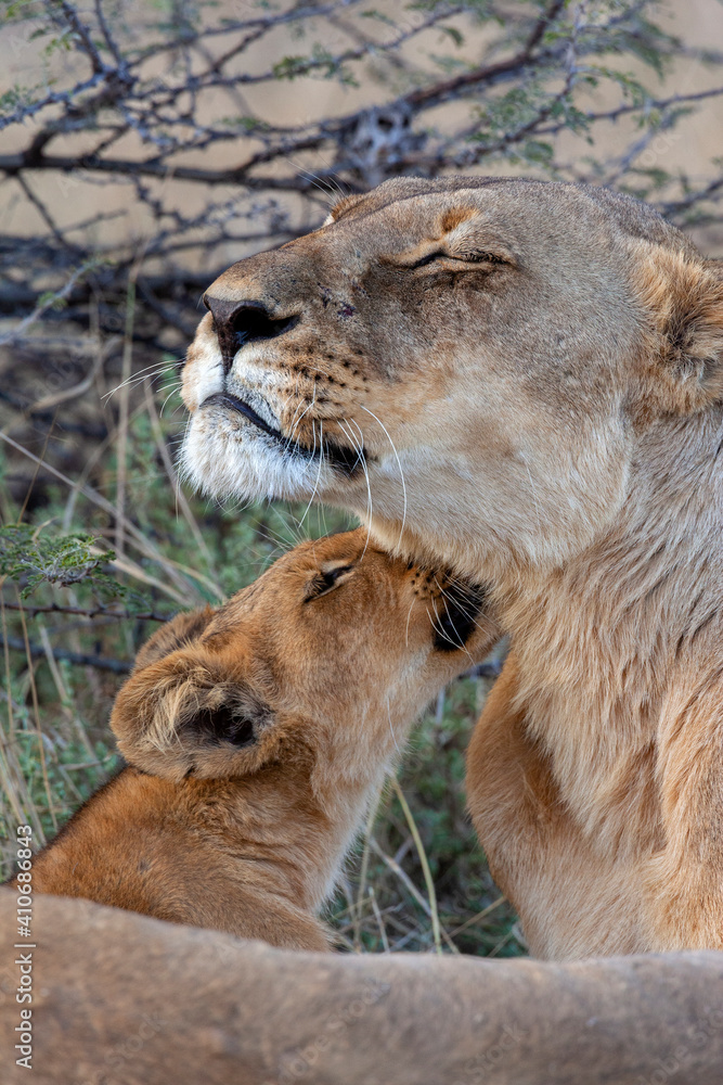 Lion cub and Lioness - Savuti region of Botswana - Africa Lion cub and Lioness - Savuti region of Botswana - Africa