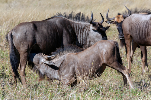 Young Wildebeest taking milk from its mother - Savuti region of Botswana  Africa.