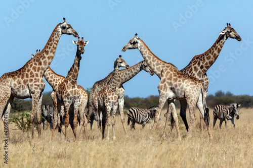 Fototapeta Naklejka Na Ścianę i Meble -  Giraffe in the Savuti region of Botswana - Africa