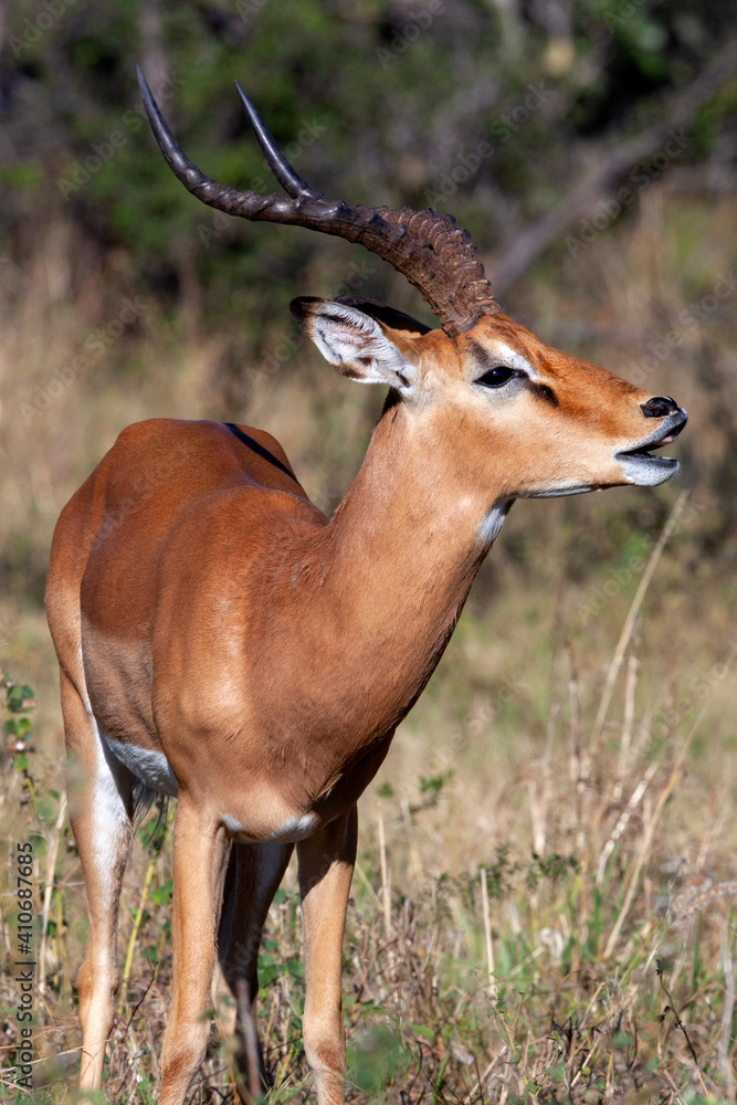 Male Impala Antelope in the Savuti region of Botswana, Africa. Male Impala Antelope in the Savuti region of Botswana, Africa.