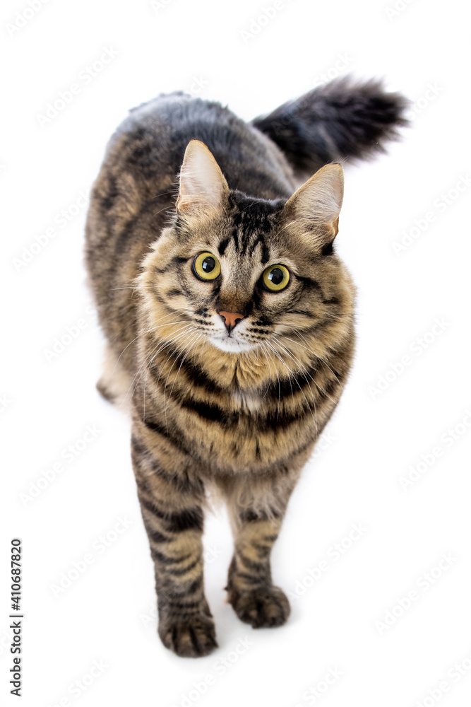 Isolated studio shot of a beautiful grey cat with white background standing and looking to the camera.