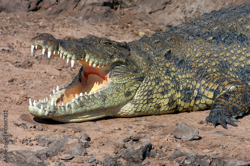 Nile crocodile - Chobe River in Botswana