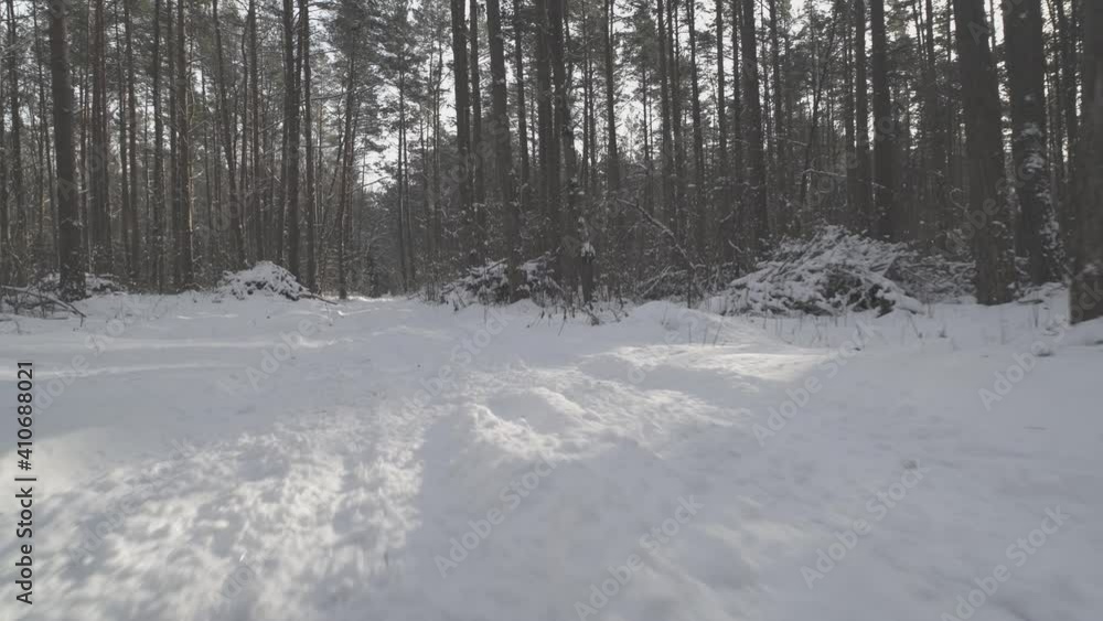 Winter forest. Moving camera over the snow. Ground level shot. Winter forest. Moving camera over the snow. Ground level shot.