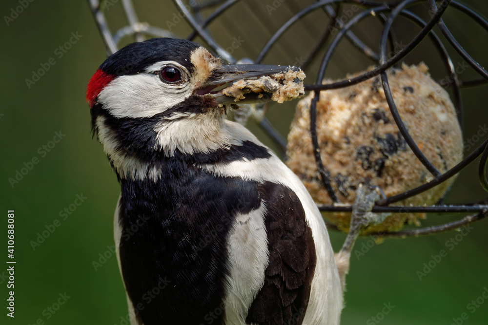 Fototapeta premium Buntspecht am Meisenknödel