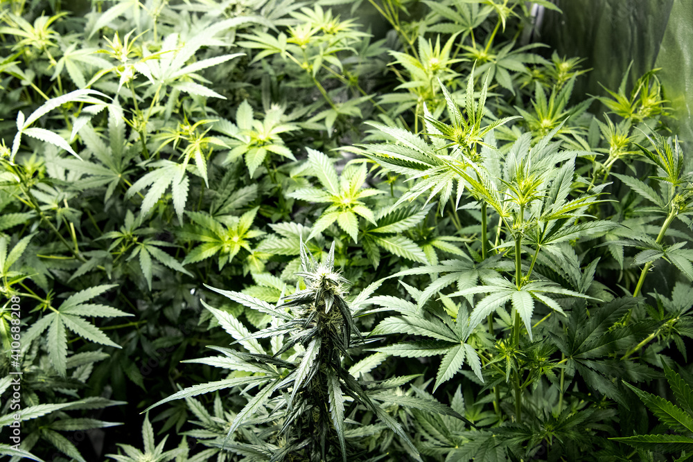 Group of medical marihuana plants inside a special cupboard for cultivation, in the foreground, a tip of a plant where the buds come out. Selective focus. Group of medical marihuana plants inside a special cupboard for cultivation, in the foreground, a tip of a plant where the buds come out. Selective focus.