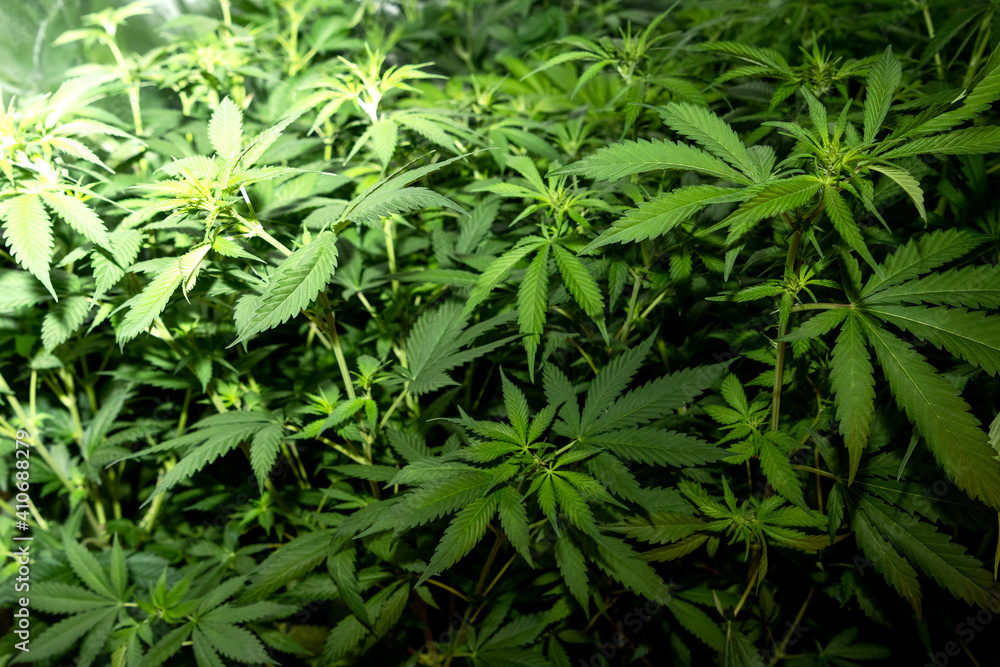 Details of several medicinal marihuana plants inside a special cupboard for cultivation. Details of several medicinal marihuana plants inside a special cupboard for cultivation.