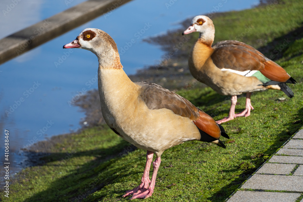 Obraz premium Nilgänse
