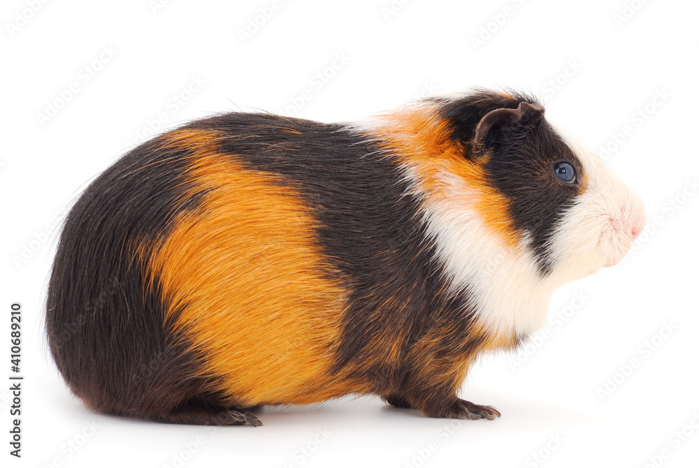 Fototapeta premium Guinea pig isolated.