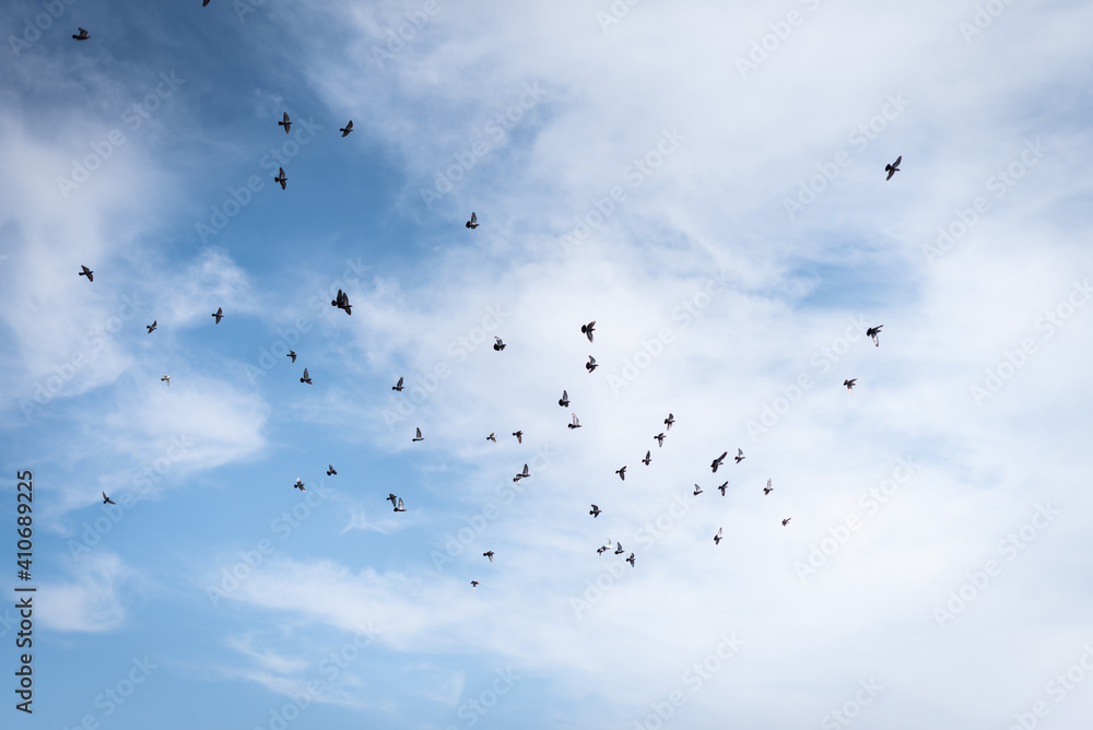 Crowds of pigeons flutter in the sky with the clouds in the background. Crowds of pigeons flutter in the sky with the clouds in the background.