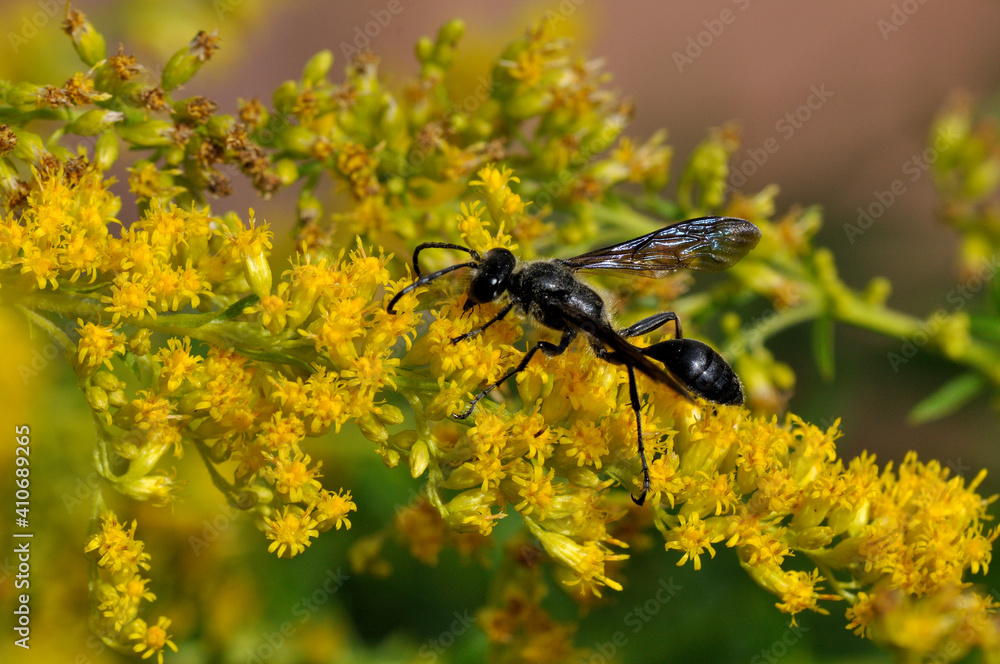 Schwarze Grabwespe auf einer Goldrutenblüte Schwarze Grabwespe auf einer Goldrutenblüte