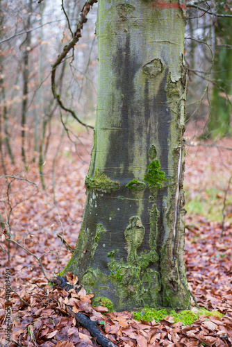 Greenish  wet bark of a tree trunk