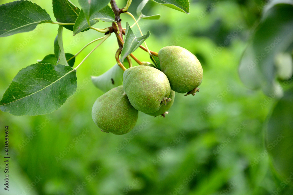 Pears on a branch close-up. Fruit pear trees in the garden. The beginning of fruiting trees in early summer.
