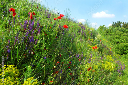  Various colorful wild flowers in spring 