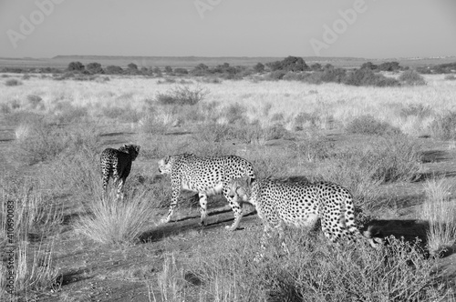 Otjiwarongo: Three cheetahs walking through the namibian Kalahari photo