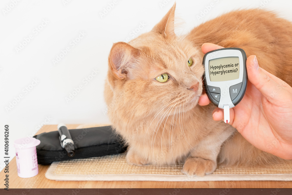Cat's owner while measuring the blood sugar values of his feline. Cats