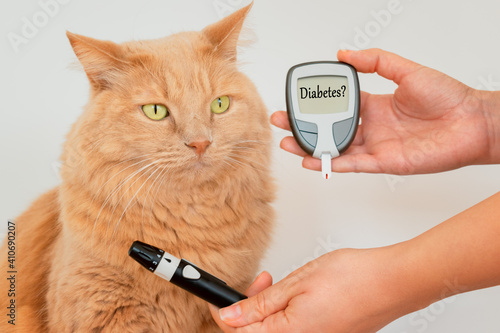 Принти на полотні Cat's owner while measuring the blood sugar values of his feline