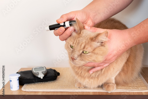 фотографія Cat's owner while measuring the blood sugar values of his feline