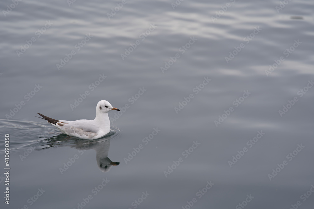 Seagull on the water. Seagull on the water.
