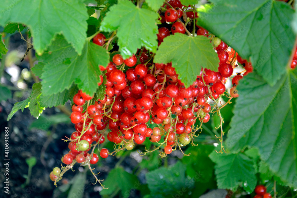 Red currant berries close-up. Berry bushes with fruits. Ripe berries hang in clusters on a bush branch. Harvesting in summer. Red currant berries close-up. Berry bushes with fruits. Ripe berries hang in clusters on a bush branch. Harvesting in summer.