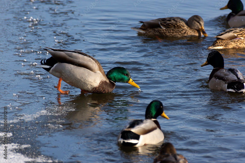 Obraz premium Birds and animals in wildlife concept. Amazing mallard duck swims in lake or river with blue water under sunlight landscape. Closeup perspective of funny duck.