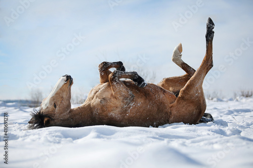 Horse rolling in the snow